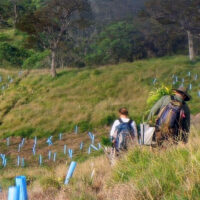 Customers caring for trees supported and protected by Blue-X Grow Tubes