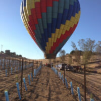 Hot air balloon and Blue-X Grow Tubes in planting rows