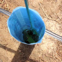 Tree seedling supported and protected by Blue-X Grow Tubes