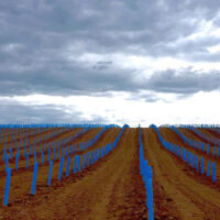 Blue-X Grow Tubes in planting rows
