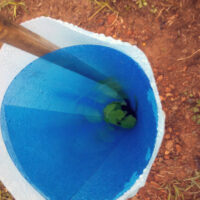 Tree seedling supported and protected by Blue-X Grow Tubes