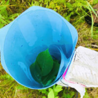 Tree seedling supported and protected by Blue-X Grow Tubes