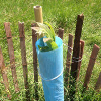 Young tree supported and protected by Blue-X Grow Tubes