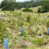 Young trees supported and protected by Blue-X Grow Tubes