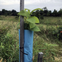 Young tree supported and protected by Blue-X Grow Tubes