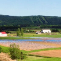 Grapevines in planting rows using Blue-X Grow Tube