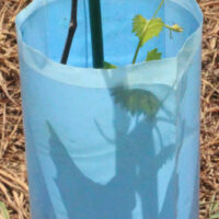 Tree seedling supported and protected by Blue-X Grow Tubes