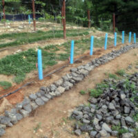 Blue-X Grow Tubes in row