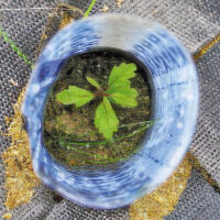 Tree seedling supported and protected by Blue-X Grow Tubes