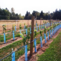 Grapevines in planting rows using Blue-X Grow Tube