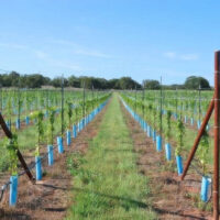 Grapevines in planting rows using Blue-X Grow Tube