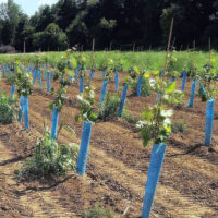 Grapevines in planting rows using Blue-X Grow Tube