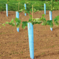 Grapevines in planting rows using Blue-X Grow Tube