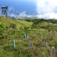 Tree seedling supported and protected by Blue-X Grow Tubes