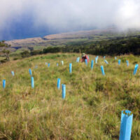 Blue-X Grow Tubes used in Nakula Restoration