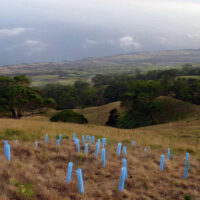 Blue-X Grow Tubes in field