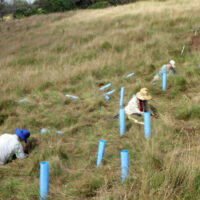 Blue-X Grow Tubes used in Nakula Restoration
