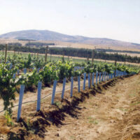 Grapevines in orchard using Blue-X Grow Tubes