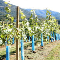Grapevines in planting rows using Blue-X Grow Tube