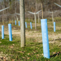 Blue-X Grow Tubes with stake