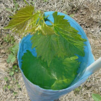 Grapevine within a Blue-X Grow Tube