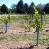 Grapevines supported and protected by Blue-X Grow Tubes