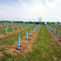 Blue-X Grow Tubes in planting rows