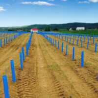 Blue-X Grow Tubes in planting rows