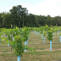 Grapevines supported and protected by Blue-X Grow Tubes