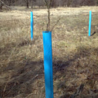 Young tree supported and protected by Blue-X Grow Tubes