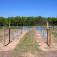 Young tree supported and protected by Blue-X Grow Tubes