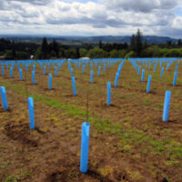 Blue-X Grow Tubes with stake