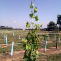 Grapevines supported and protected by Blue-X Grow Tubes