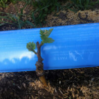 Tree seedling and Blue-X Grow Tube