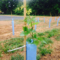 Grapevine with Blue-X Grow Tube