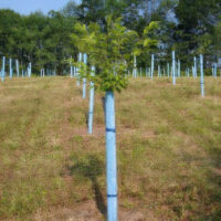 Orchard trees supported and protected by Blue-X Grow Tubes