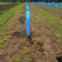 Blue-X Grow Tubes with stake