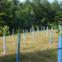 Orchard trees supported and protected by Blue-X Grow Tubes