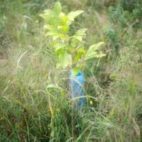 Young tree supported and protected by Blue-X Grow Tubes