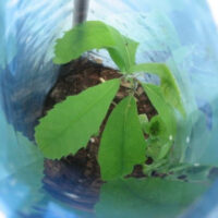 Tree seedling supported and protected by Blue-X Grow Tubes