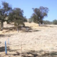 Trees supported and protected by Blue-X Grow Tubes