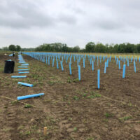 Blue-X Grow Tubes in planting rows