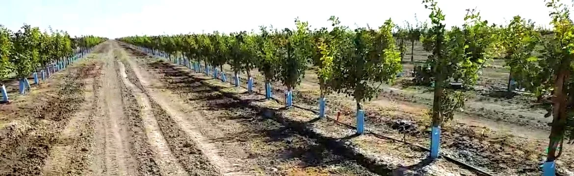 BLUE-X® Grow Tubes for Vineyard Managers