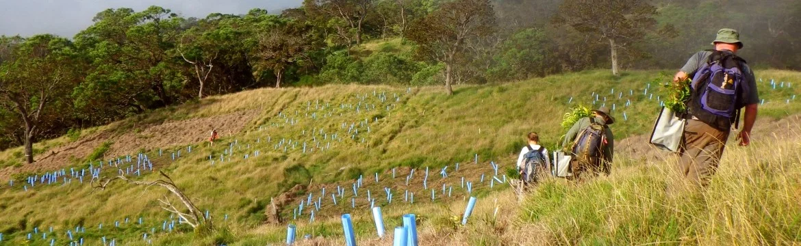 BLUE-X® Grow Tubes for Reforestation Projects