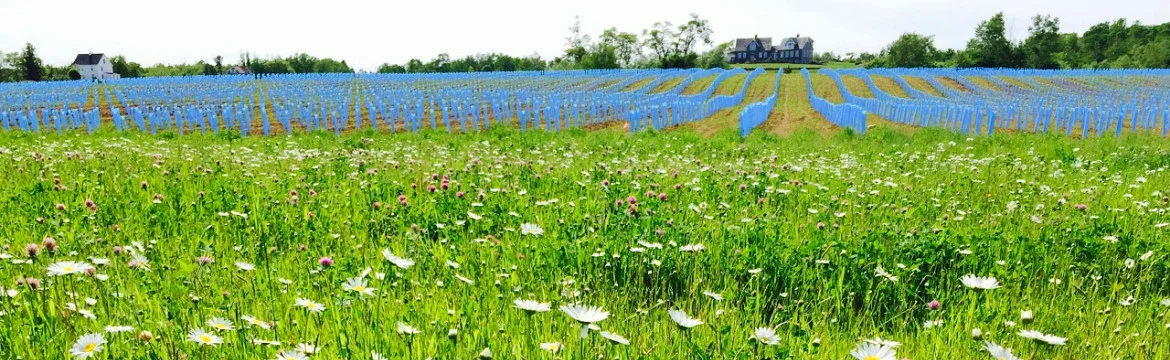 BLUE-X® Grow Tubes for Vineyard Managers